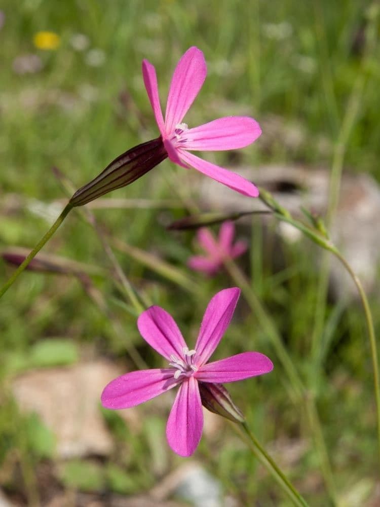 Silene
