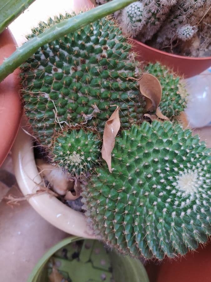 Mammillaria 27
