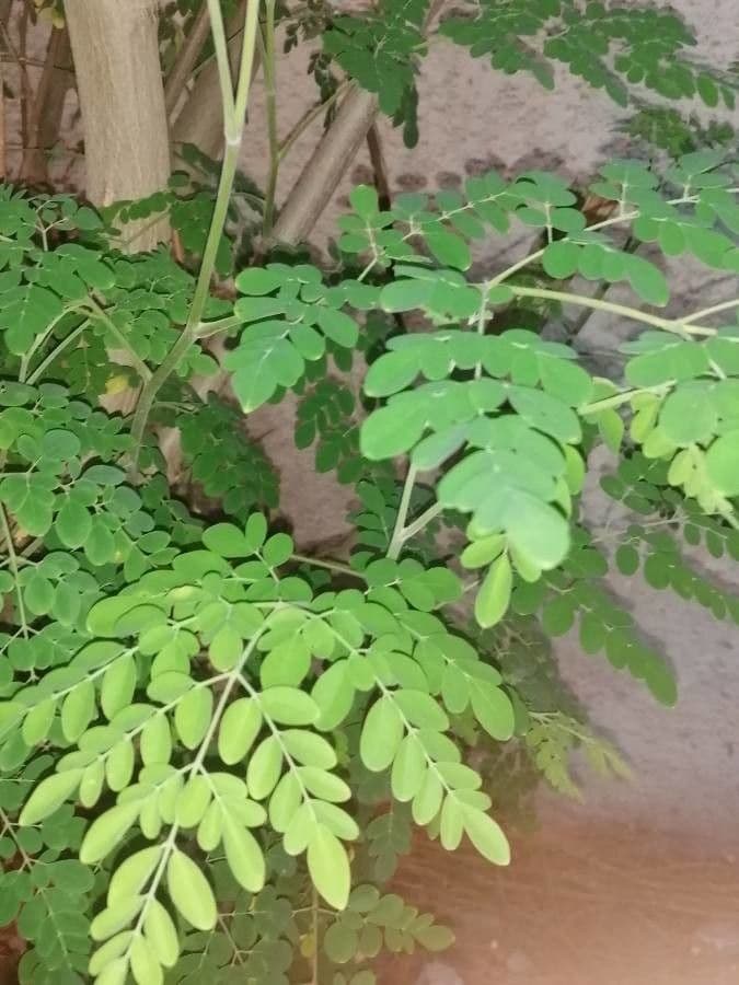 Moringa 20