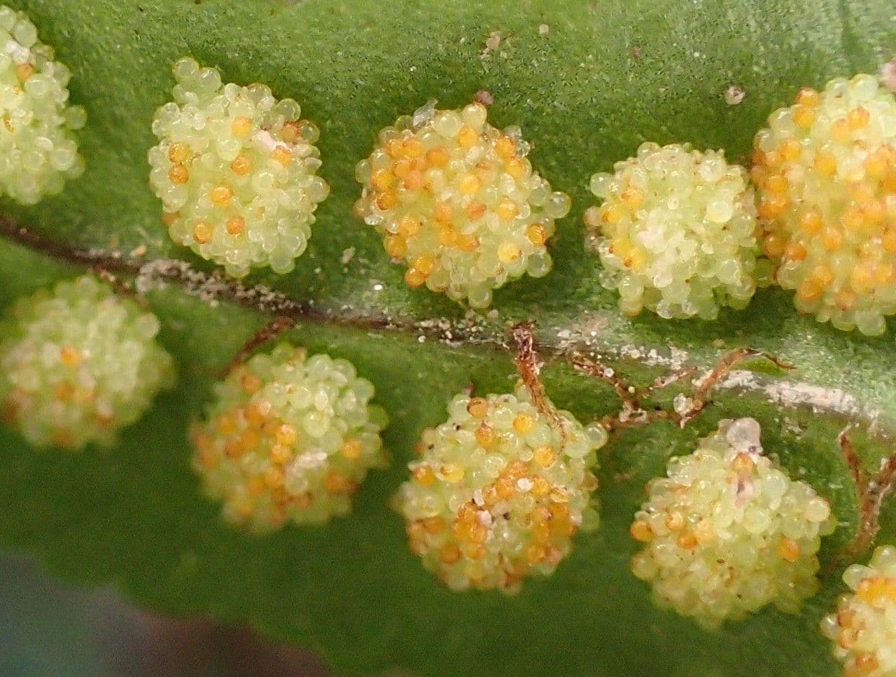 Polypode intermédiaire 2