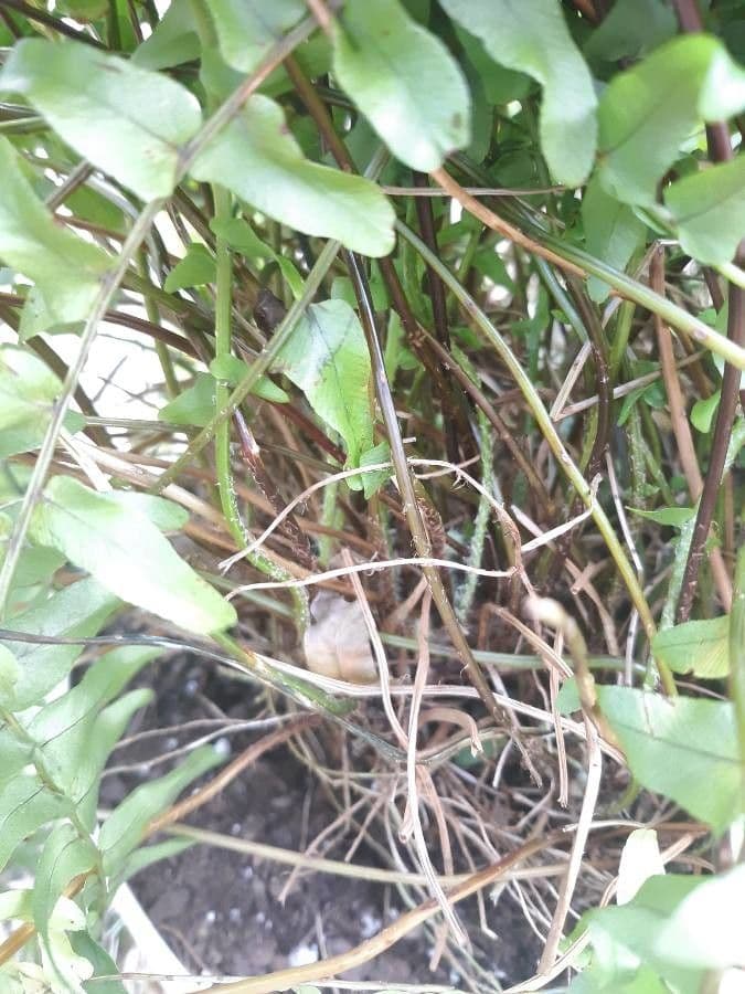 Nephrolepis cordifolia 18