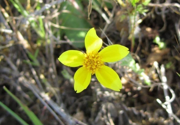Pseudobahia 3