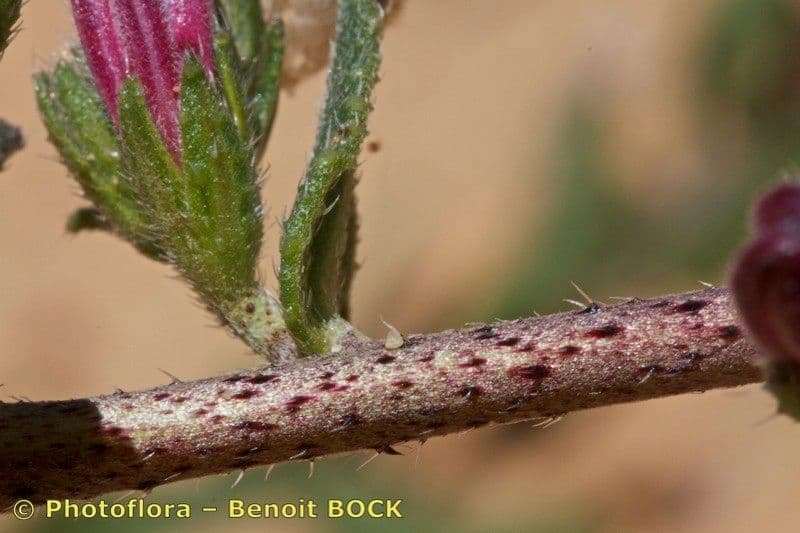 Echium 9