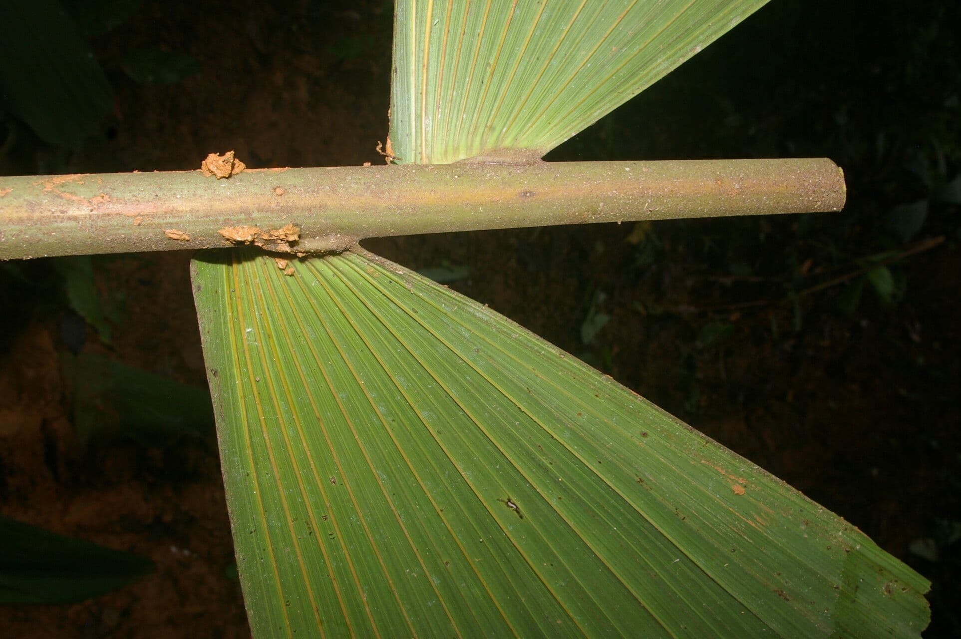 Sokratea naga 2