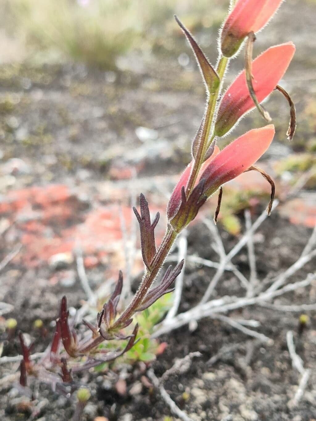 Castilleja 12