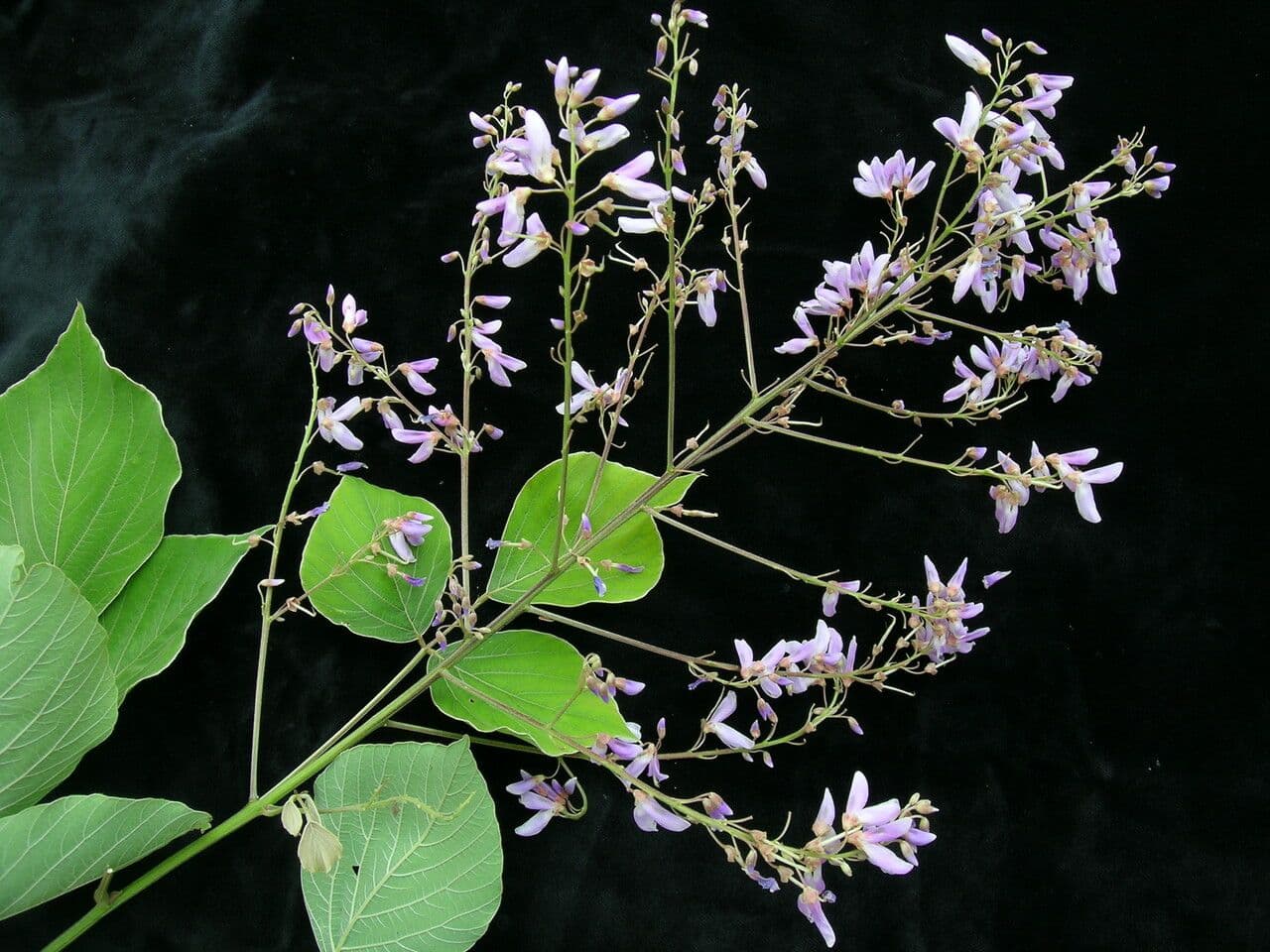 Phyllodium 5