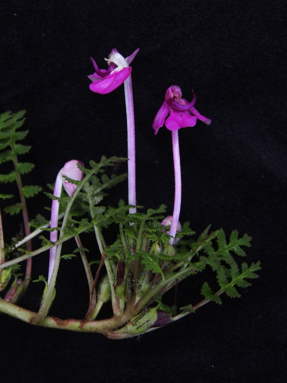 Pedicularis 4