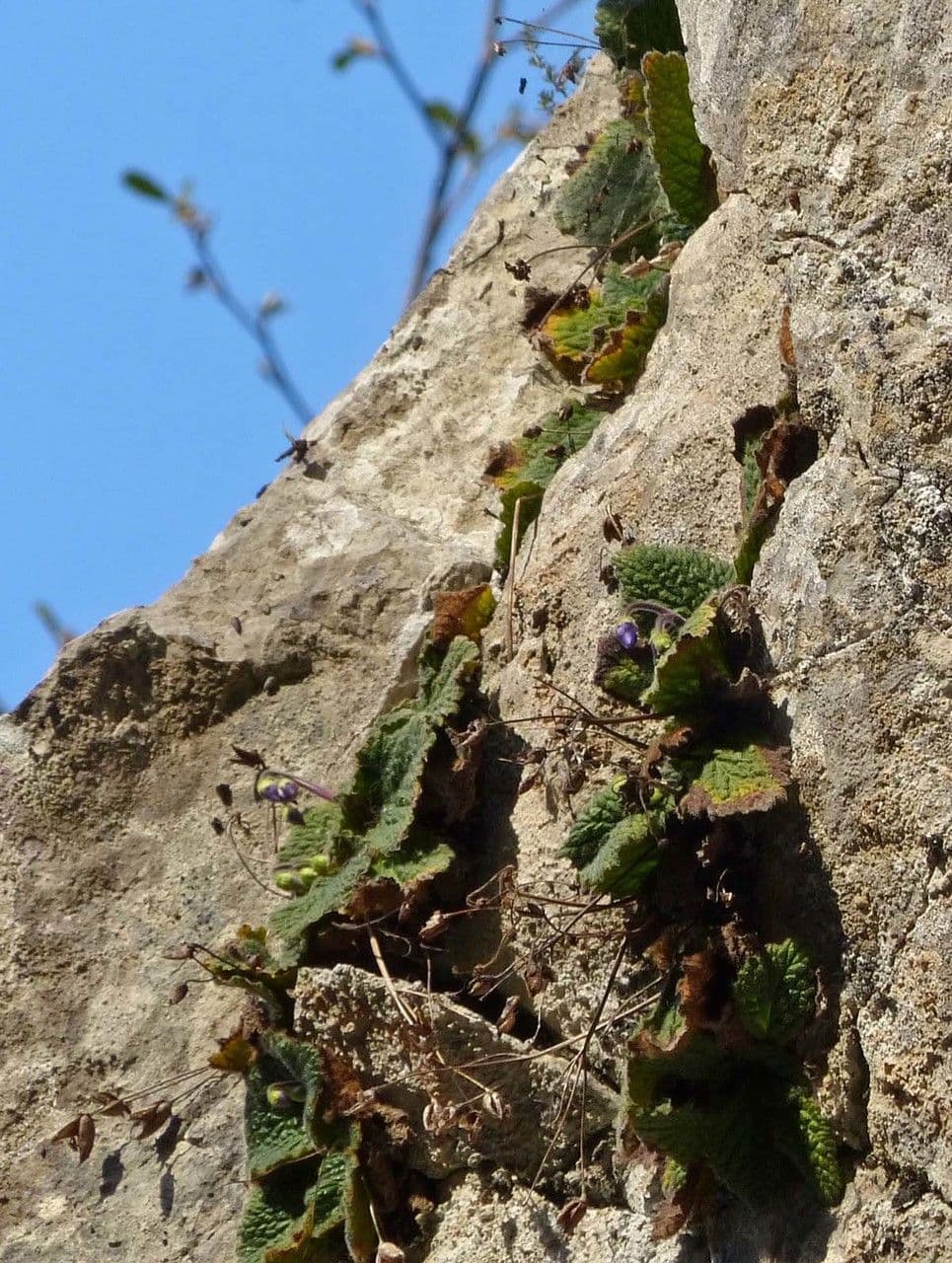 Ramonda Mycona 12