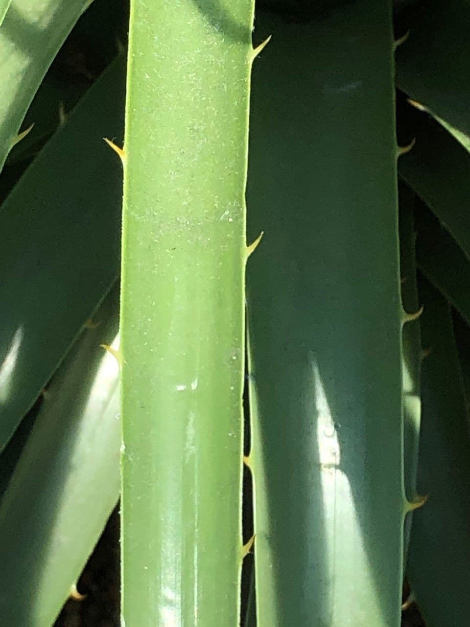 Puya 18