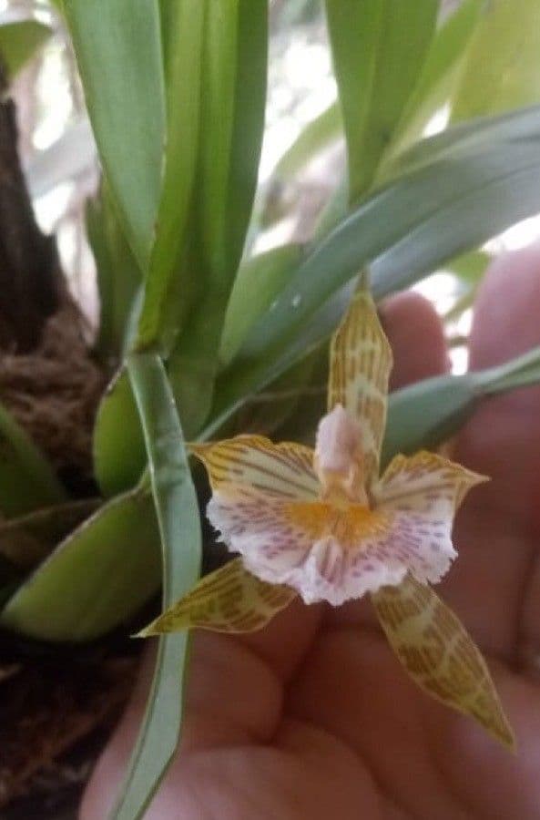 Gefleckte Aspasia