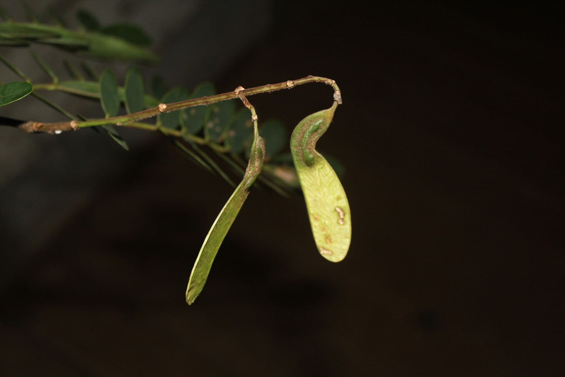 Machaerium biovulatum 3