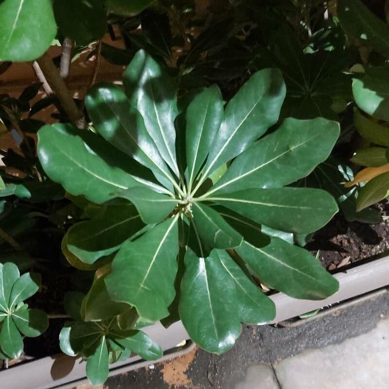 Pitosporum 18
