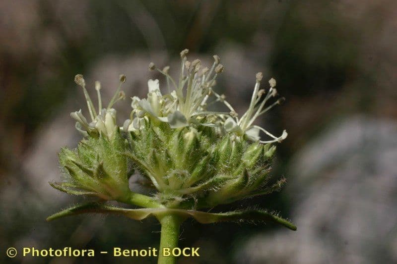 Saponaria bellidifolia