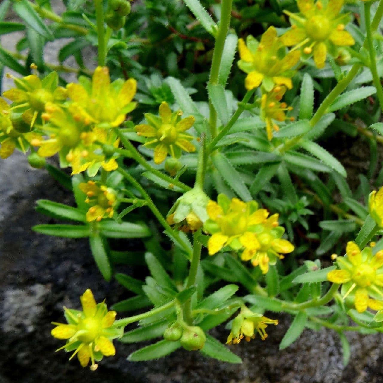 Sassifraga gialla 25