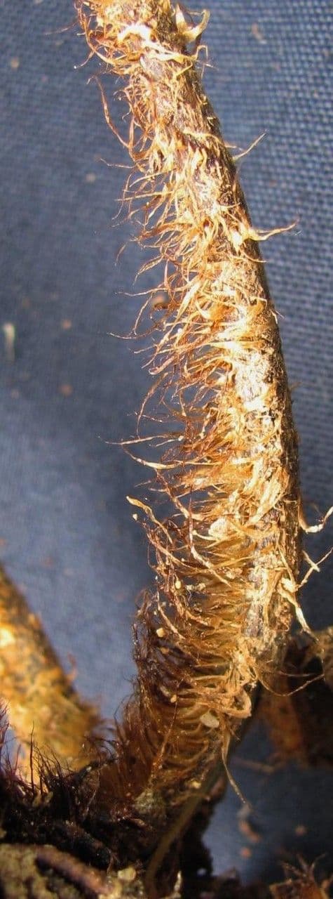 Pteris longifolia 8