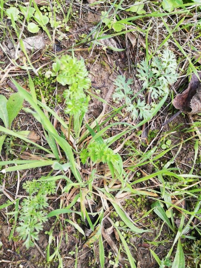 Lappola nodosa 18