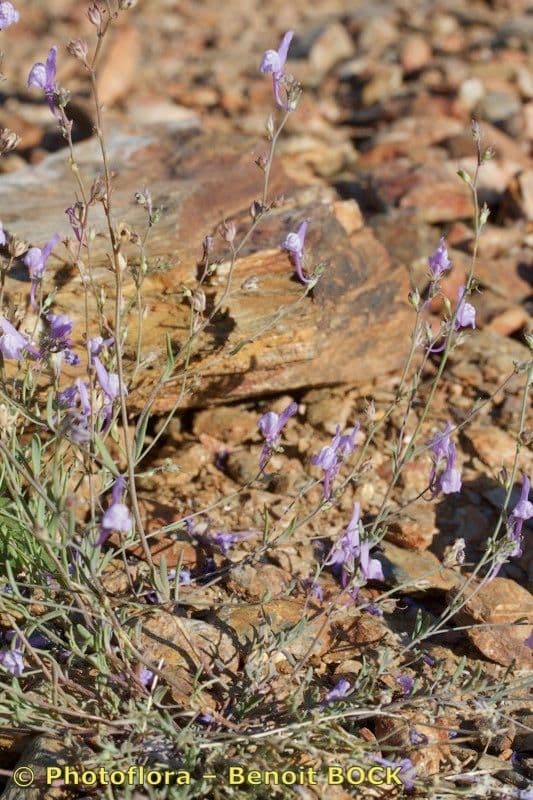 Linaria 2