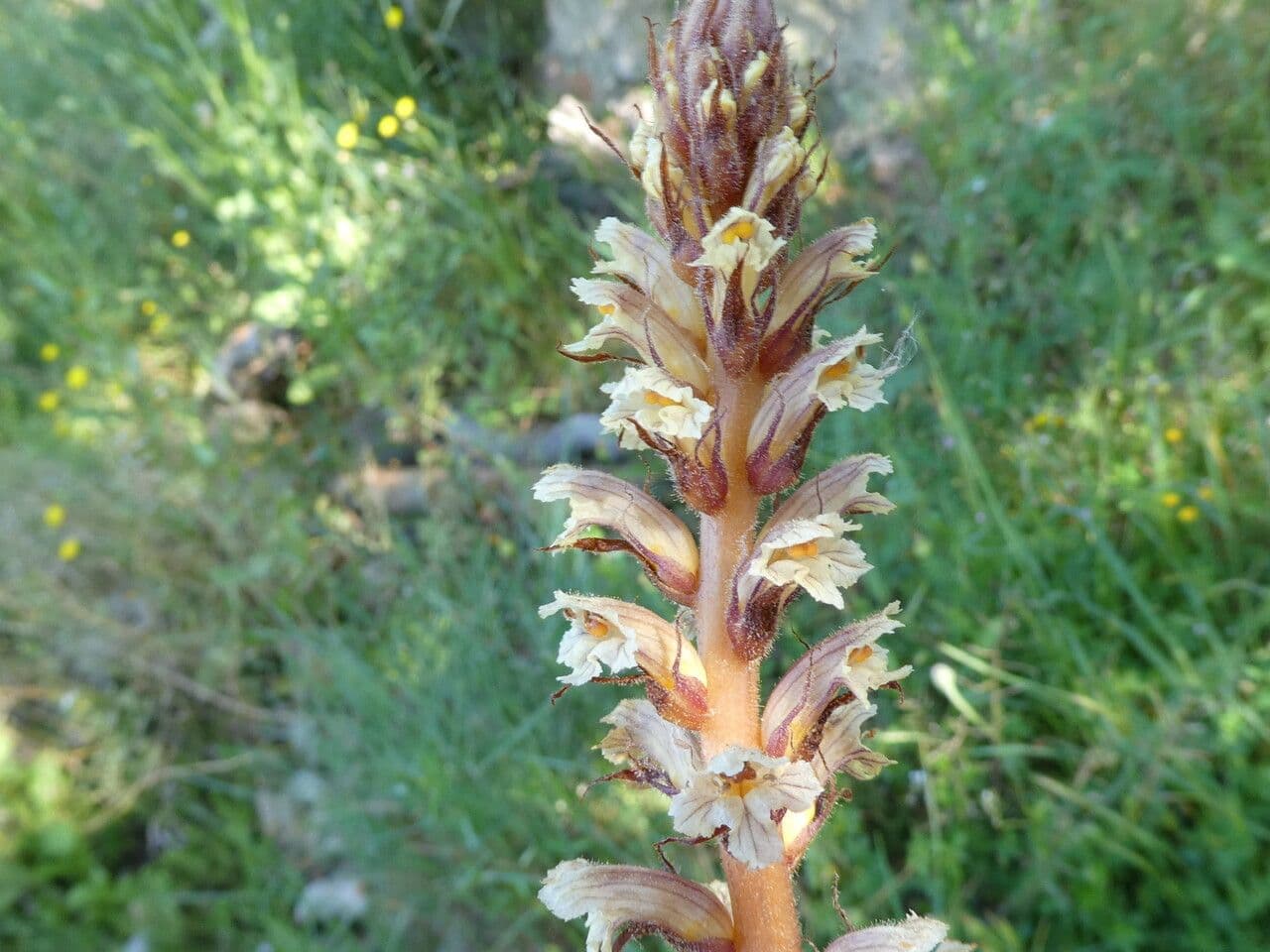 Corbiculada 5