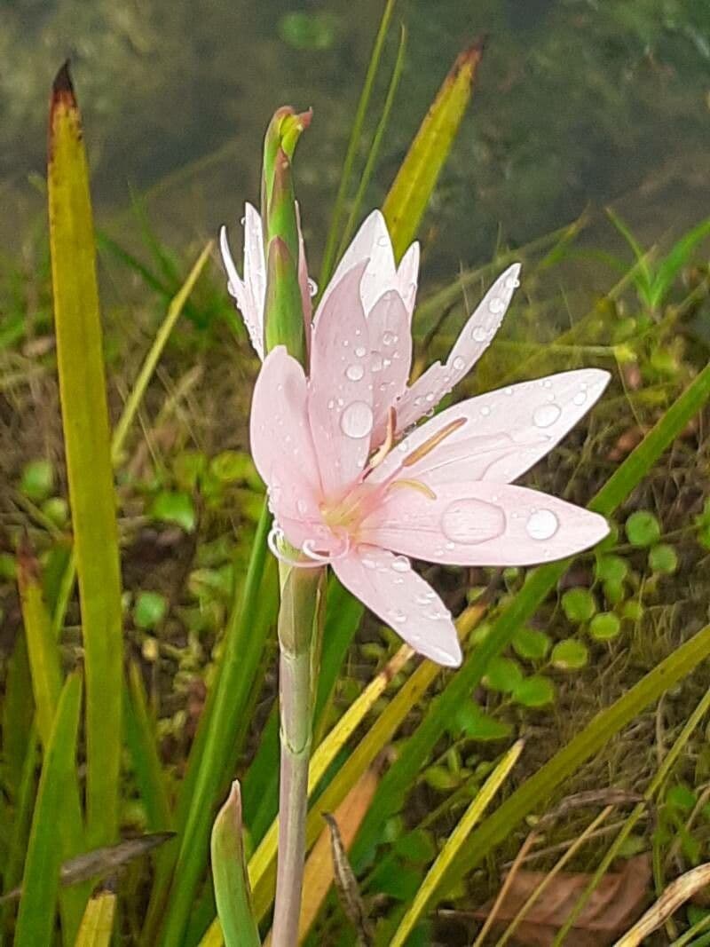 Hesperantha 5