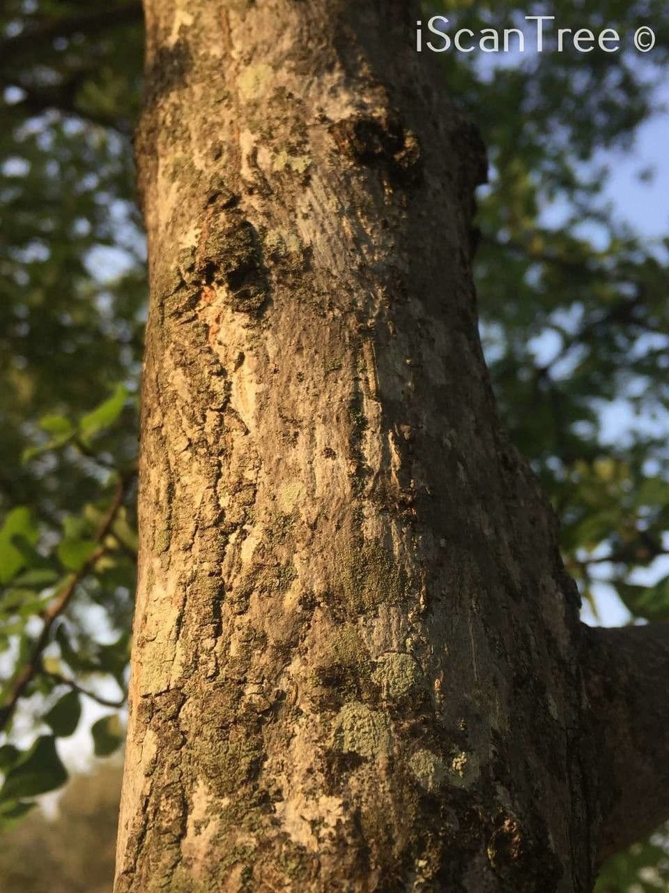 Terminalia 13