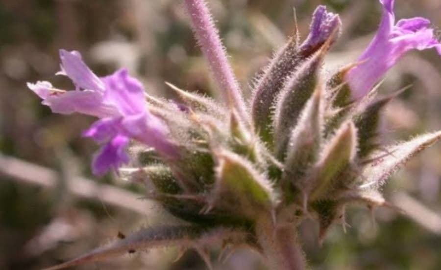 Salvia