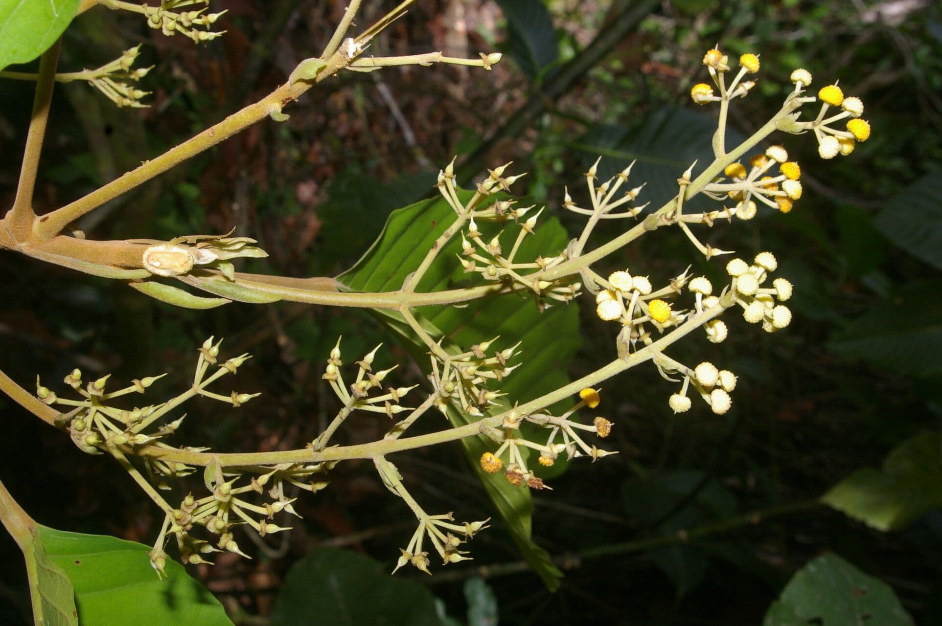 Sloanea 3