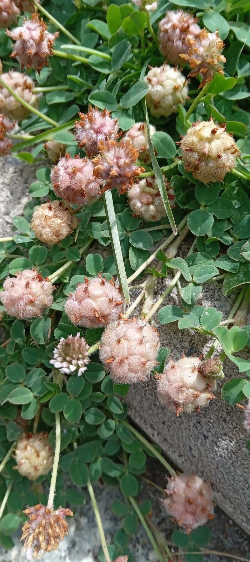 Erdbeerklee 5