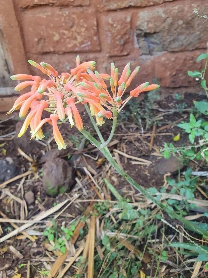 Aloe