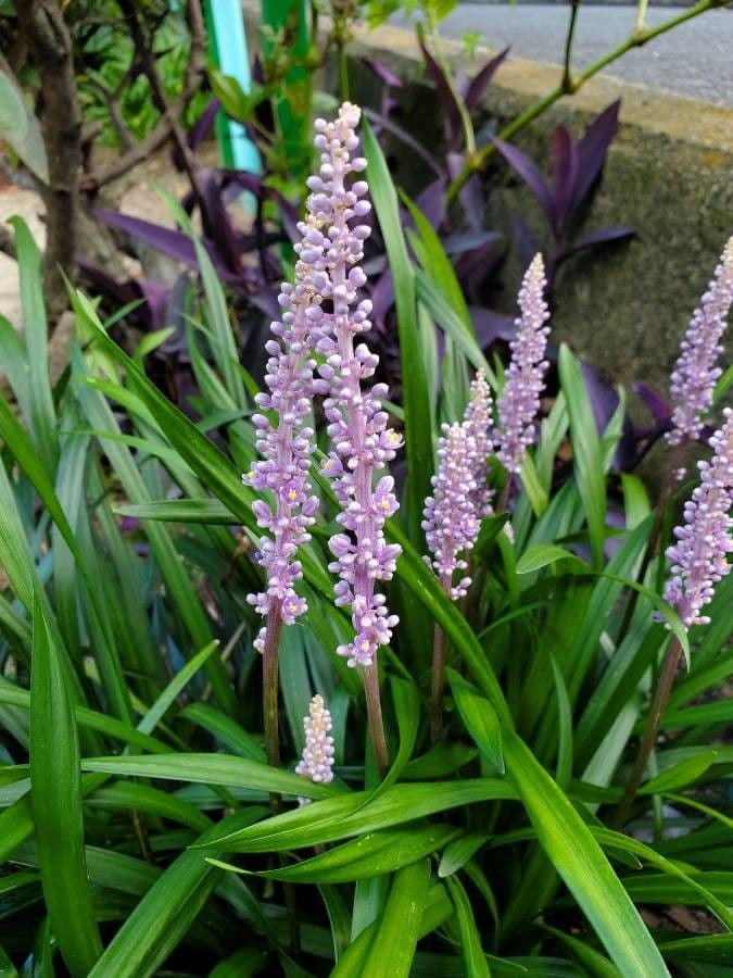 Liriope 7