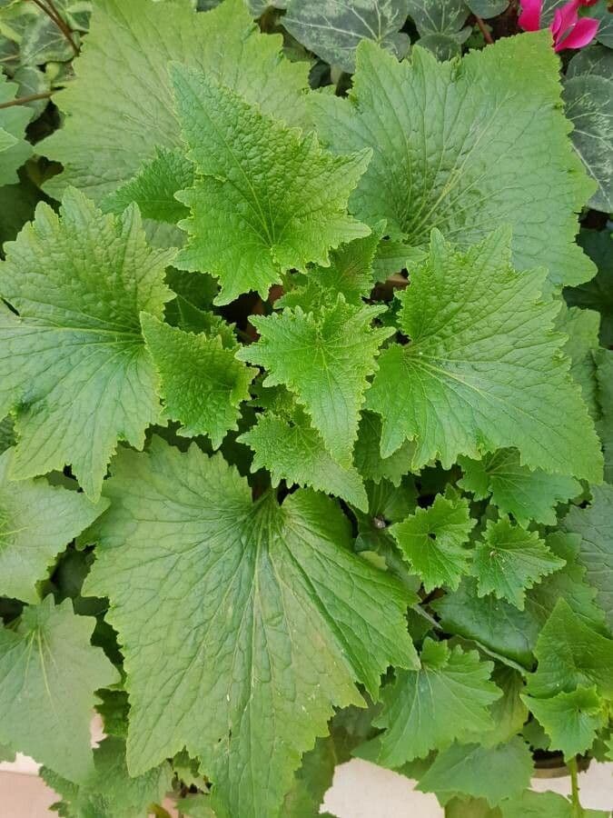 Pericallis 12
