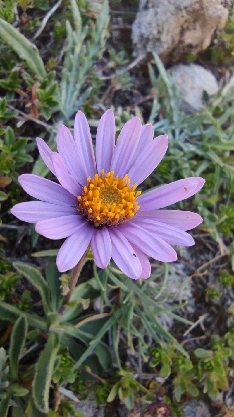 Oreostemma 3