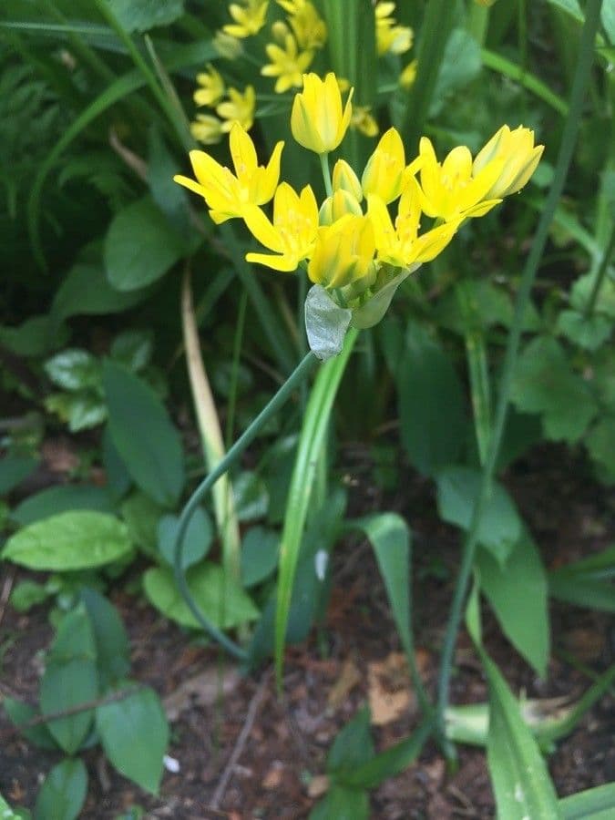 Česnek 20