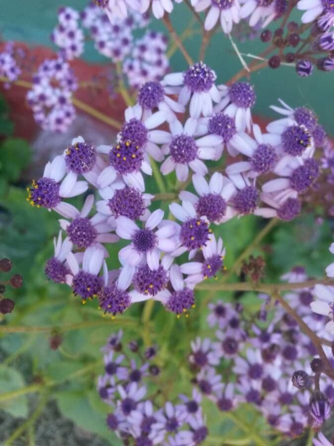 Pericallis 7