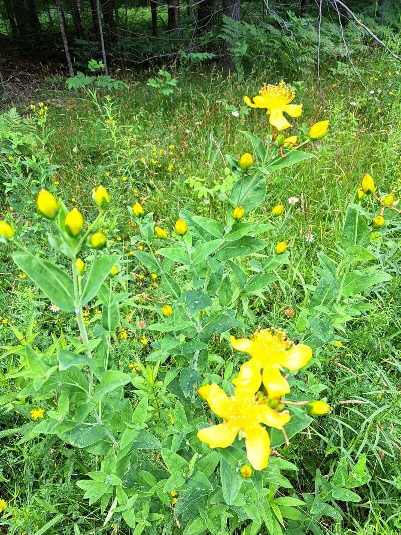 Millepertuis ascyron 4