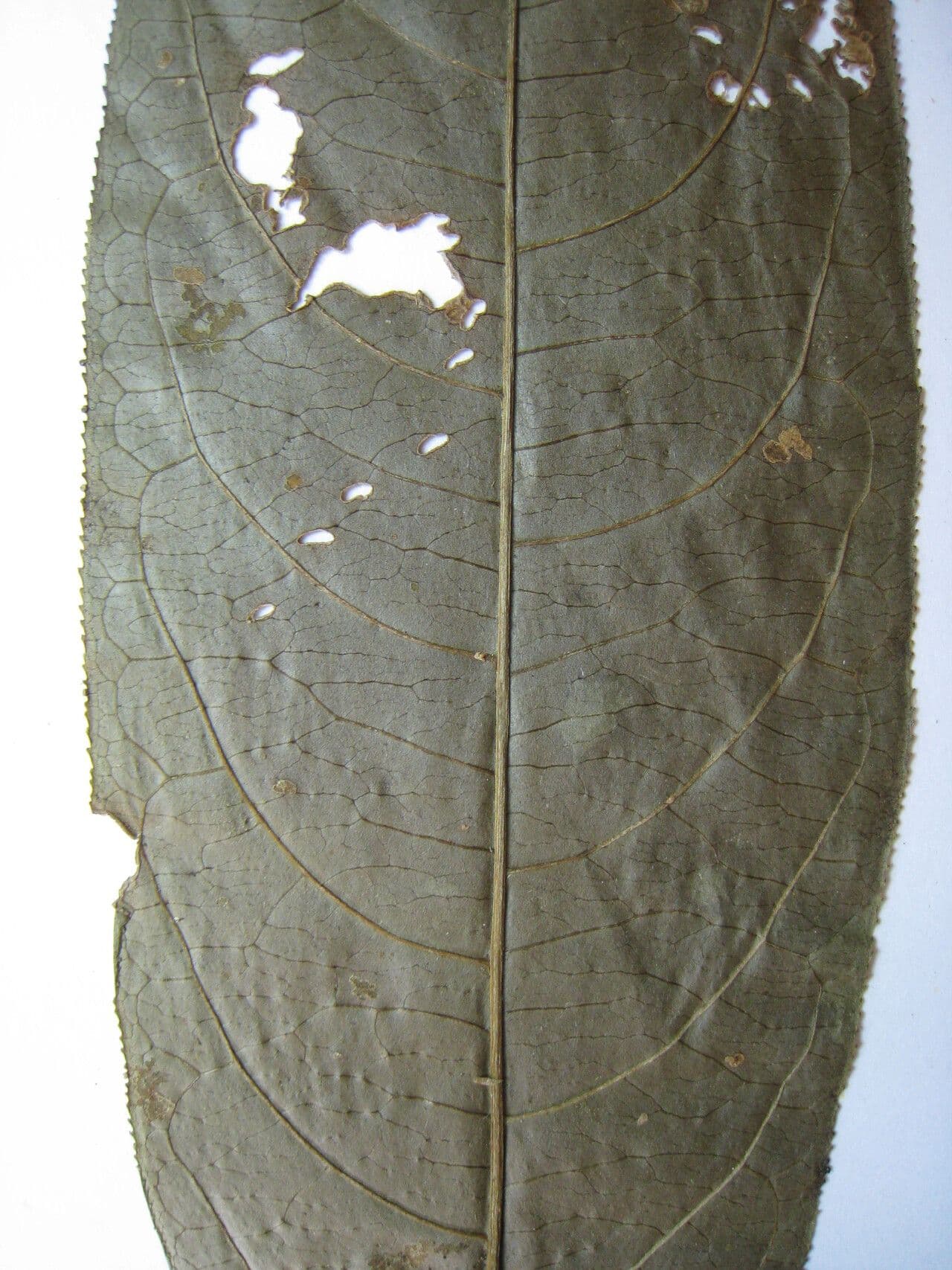 Sapium 2