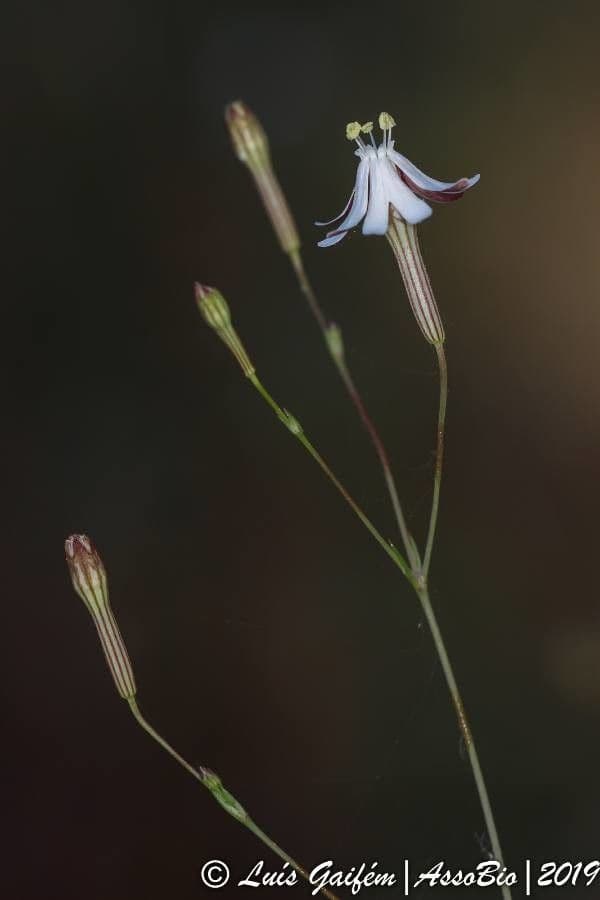 Silene portensis 10