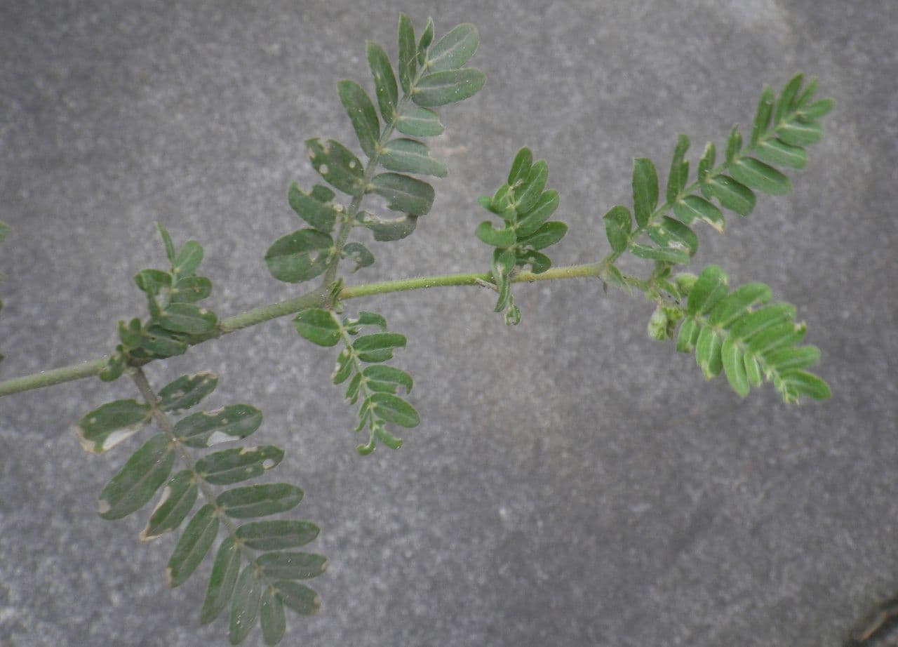Tribolo cistoide 16