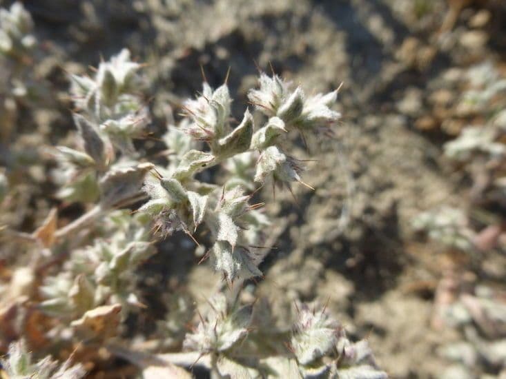 Hollisteria lanata 9