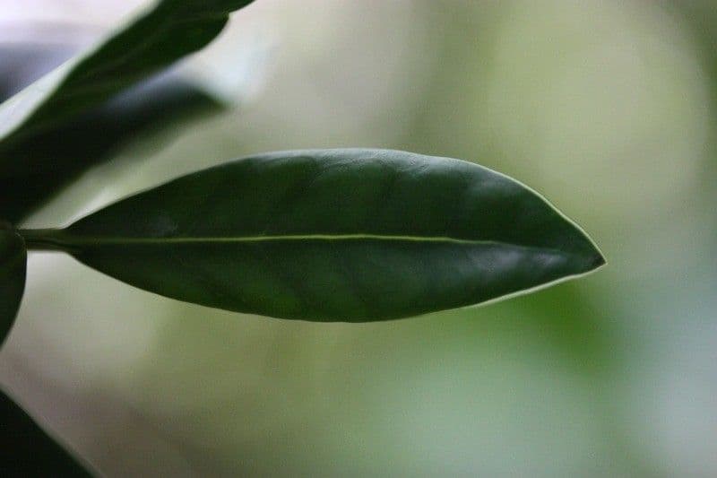 Psychotria 8