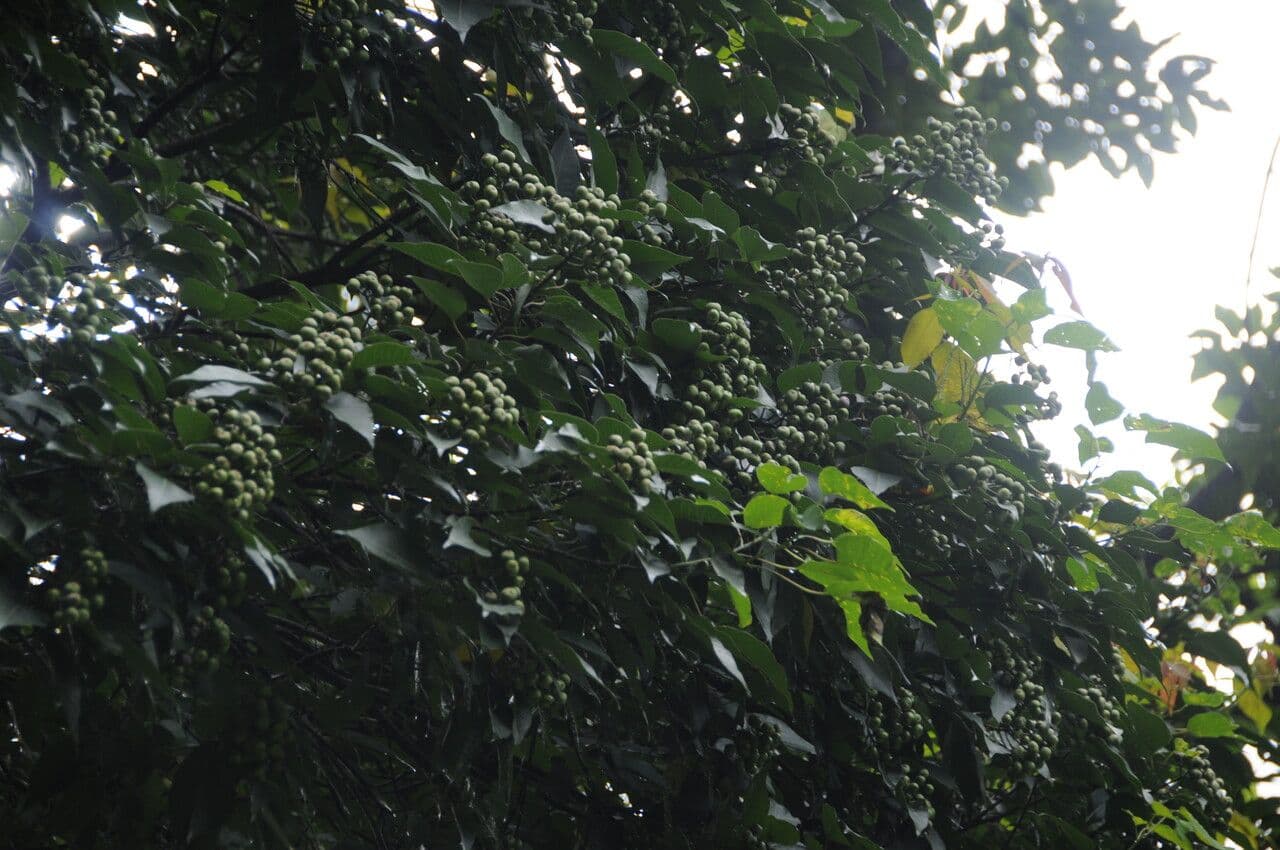 Balakata baccata 6