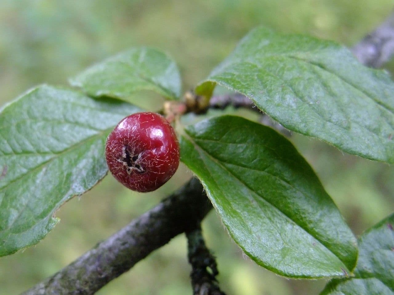 Cotoneaster 4