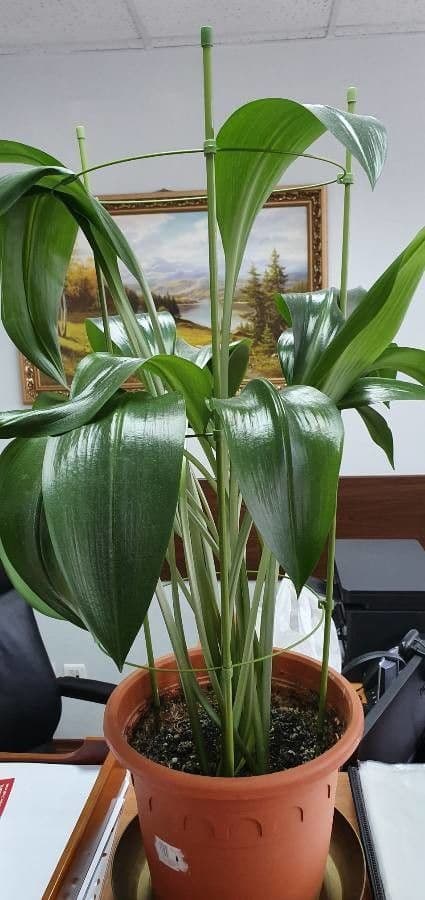 Schusterpalme 4