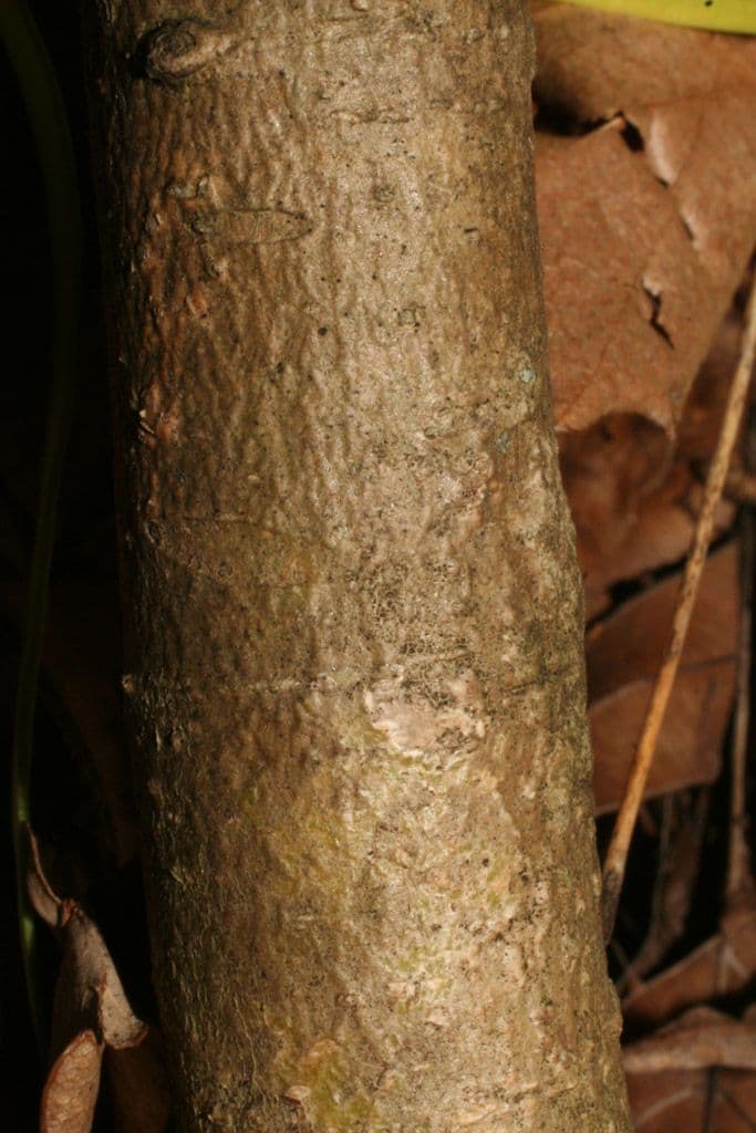 Dirca palustre 19
