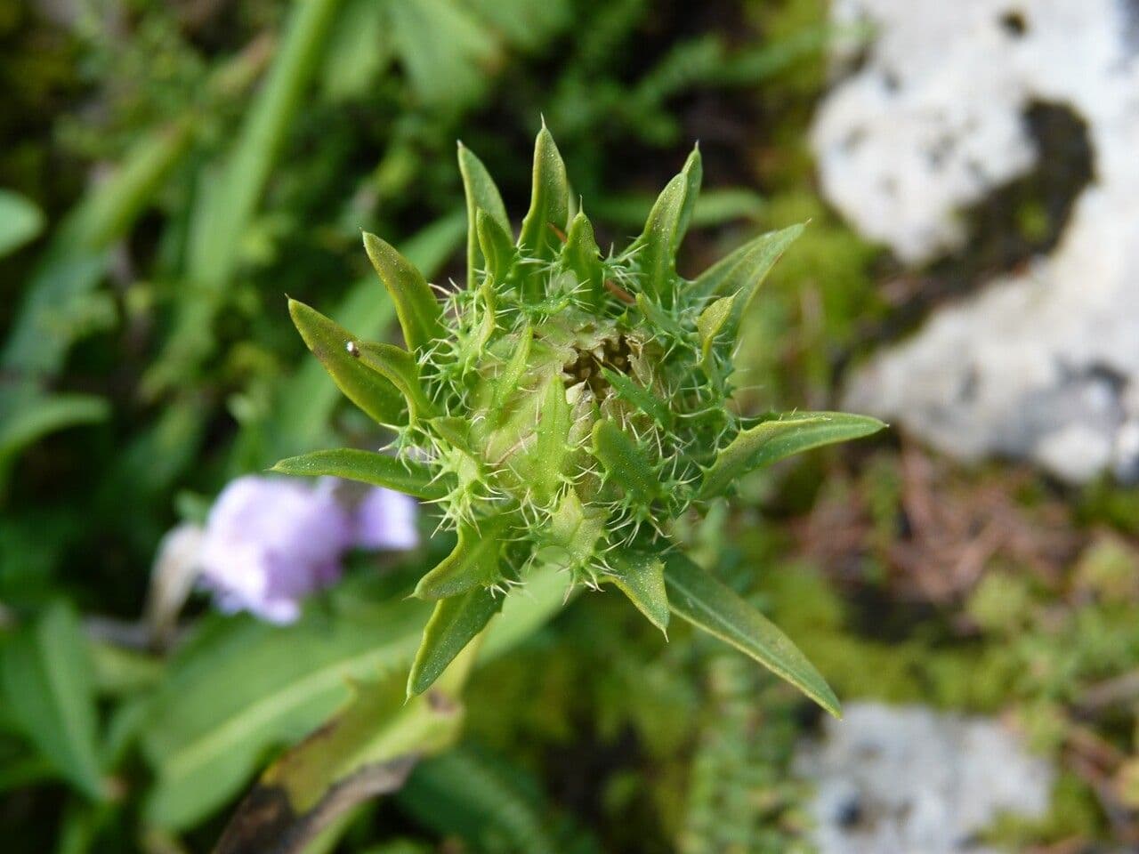 Stokesia laevis 18