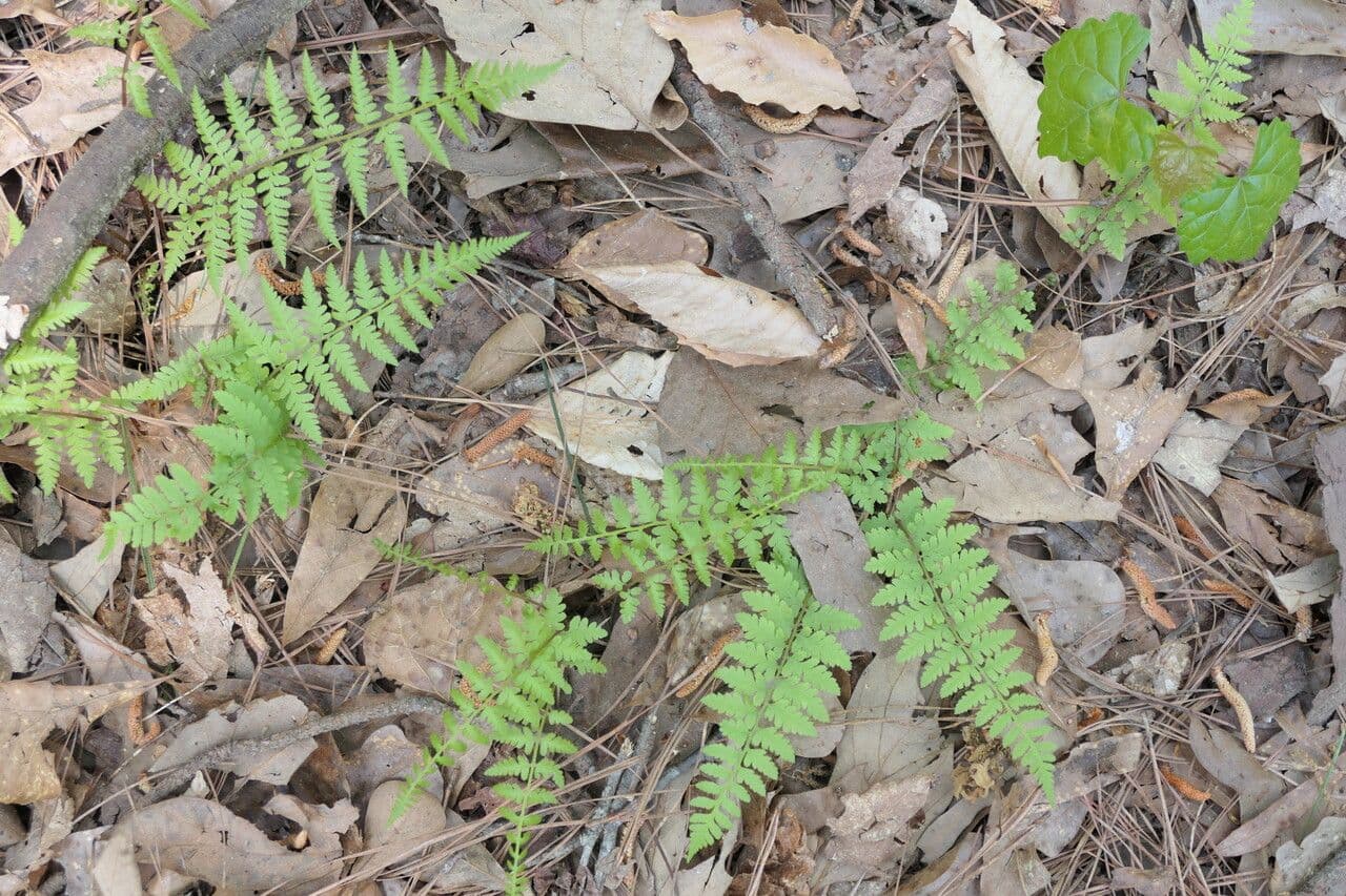 Athyrium asplenioides