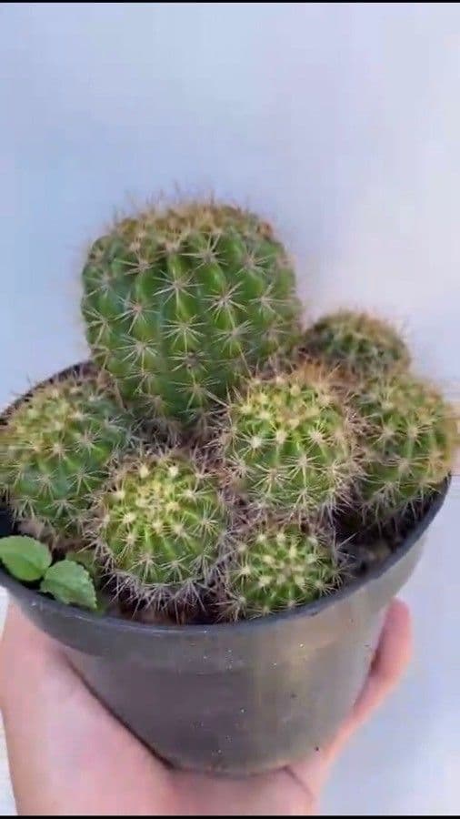 Echinopsis 10