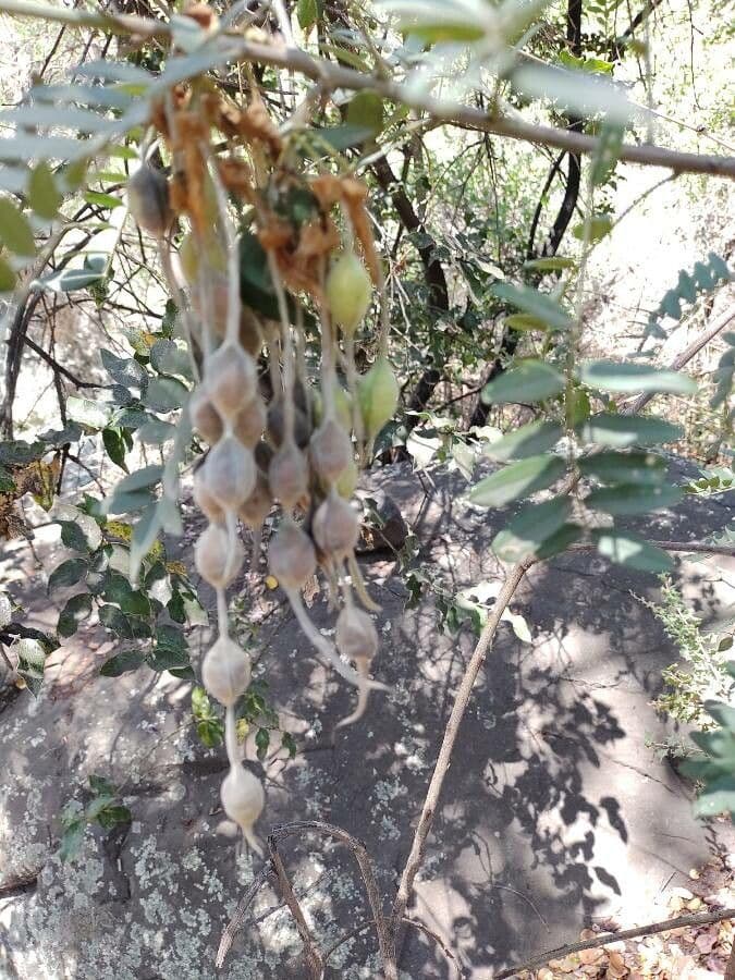 Großfrüchtige Schnurbaum 2