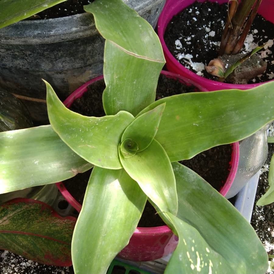 Callisia 6