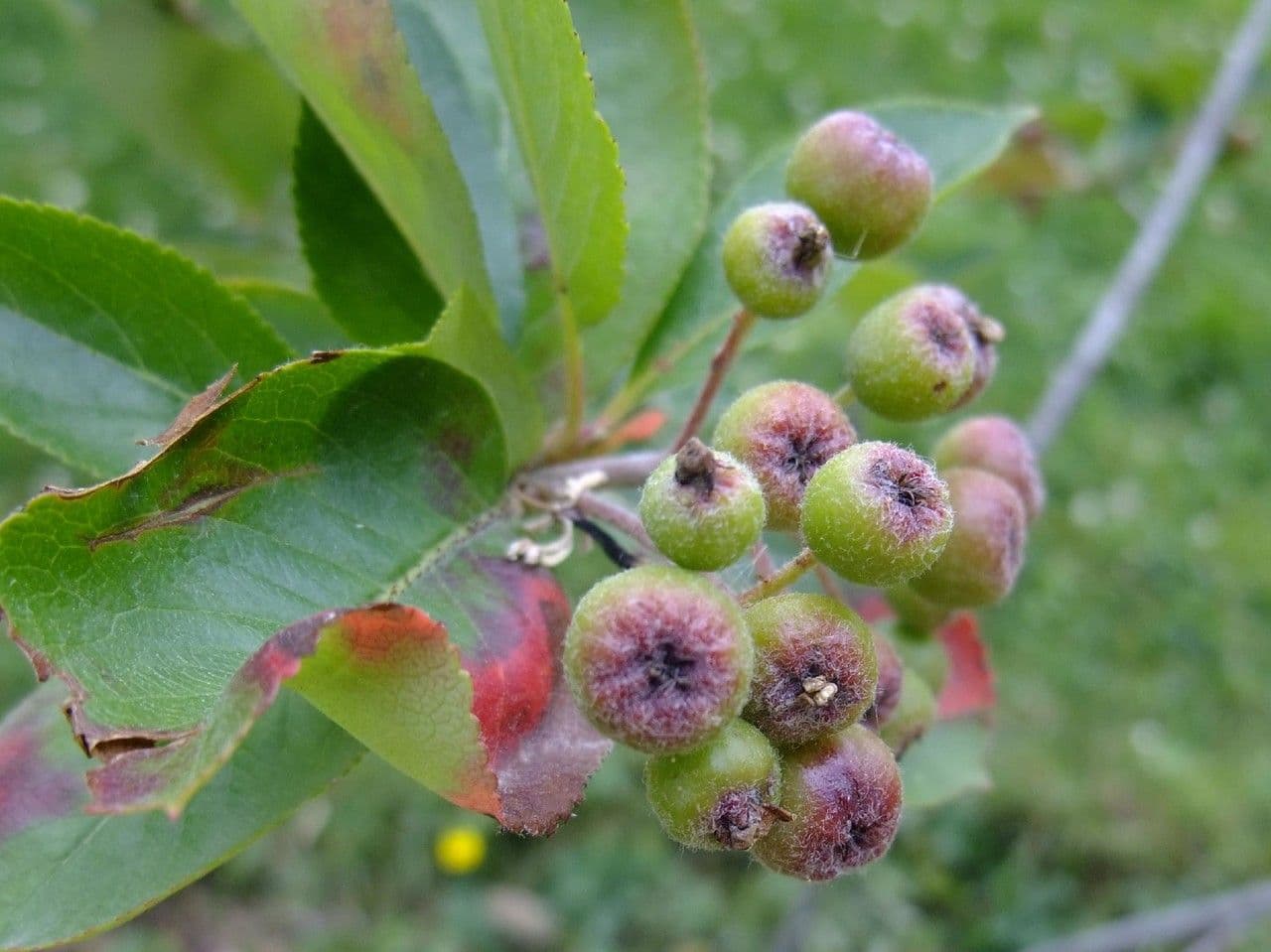 Aronia nera 4