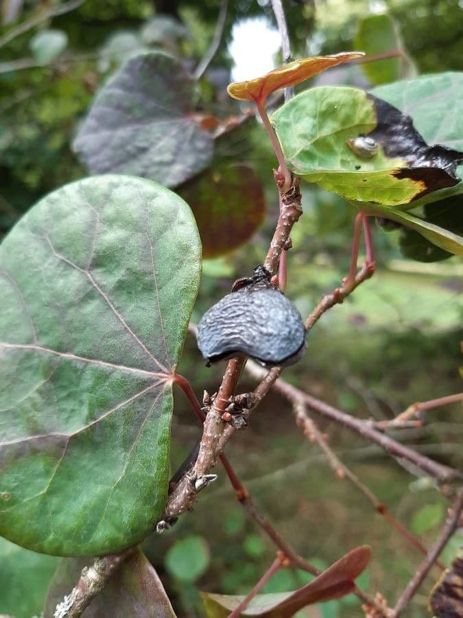 Disanthus